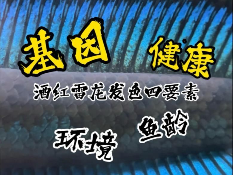 雷龍魚多久發色一次？，雷龍魚發色階段喂養對照表，方便你按生長周期精準投喂？