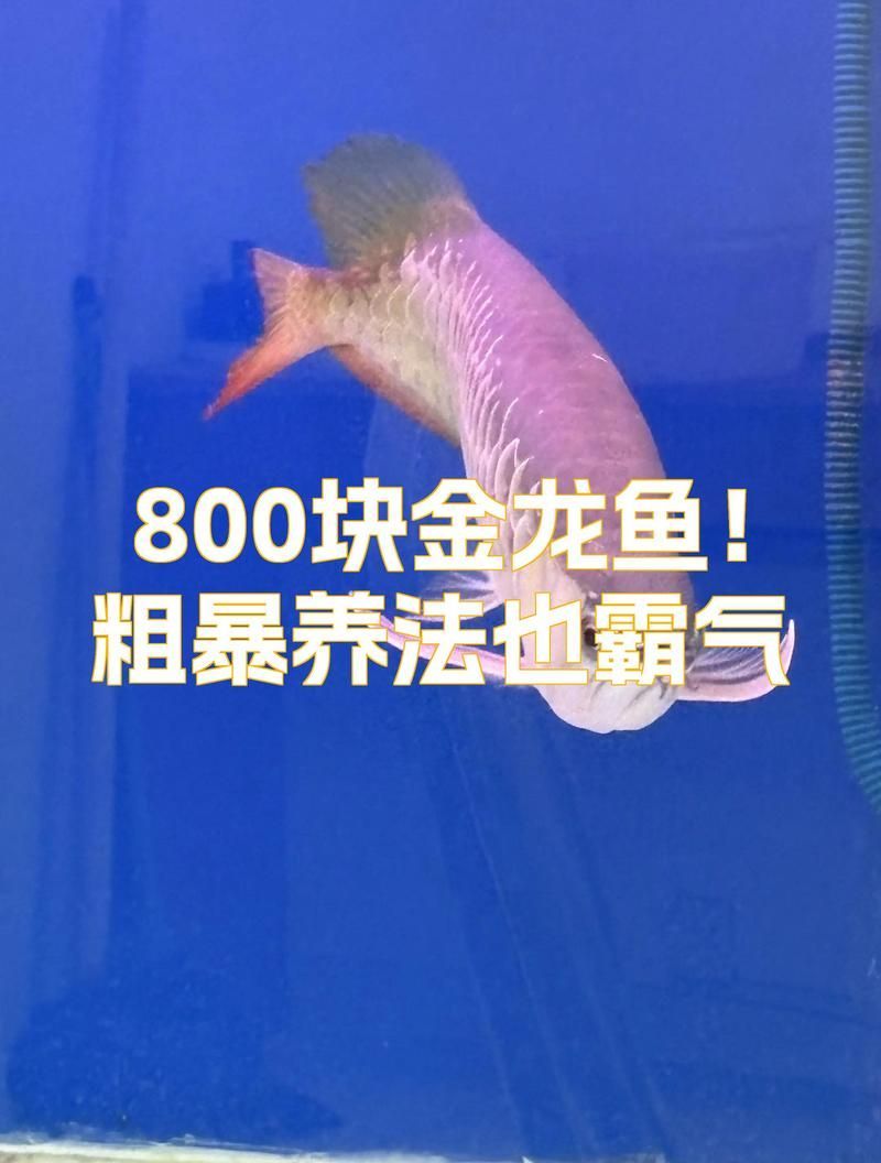 金龍魚幼苗期需要多久達到15cm