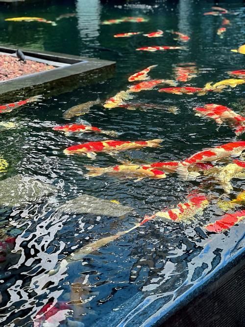 南海花卉博覽園龍魚產業基地有哪些知名品牌?,南海花卉博覽園龍魚產業基地 龍魚百科 第13張 南海花卉博覽園龍魚產業基地有哪些知名品牌?,南海花卉博覽園龍魚產業基地 南海花卉博覽園龍魚產業基地有哪些知名品牌?,南海花卉博覽園龍魚產業基地 龍魚百科 第13張