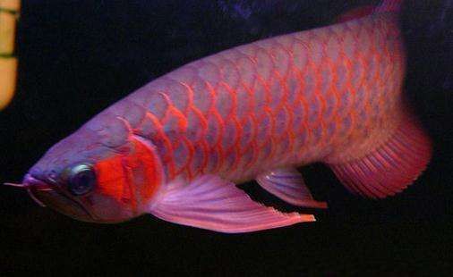 南海花卉博覽園龍魚產業基地有哪些知名品牌?,南海花卉博覽園龍魚產業基地 龍魚百科 第6張 南海花卉博覽園龍魚產業基地有哪些知名品牌?,南海花卉博覽園龍魚產業基地 南海花卉博覽園龍魚產業基地有哪些知名品牌?,南海花卉博覽園龍魚產業基地 龍魚百科 第6張
