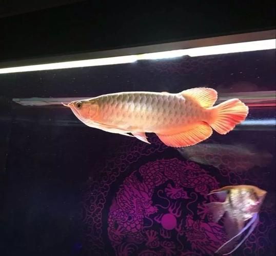 如何判斷龍魚是否受到27000K燈光影響？，27000k燈光對龍魚是否受到27000k燈光影響的影響