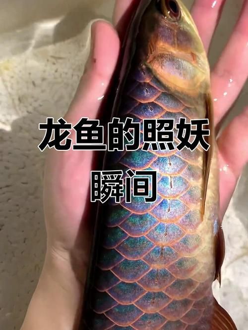 如何判斷龍魚是否受到27000K燈光影響？，27000k燈光對龍魚是否受到27000k燈光影響的影響