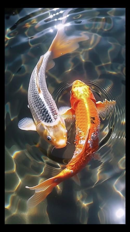 錦鯉魚圖片大全大圖，錦鯉魚圖片大全