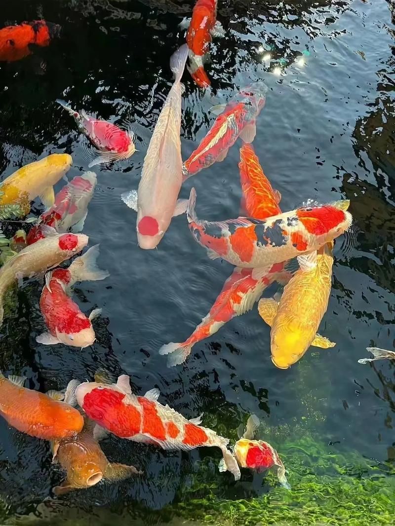 錦鯉魚圖片大全大圖，錦鯉魚圖片大全