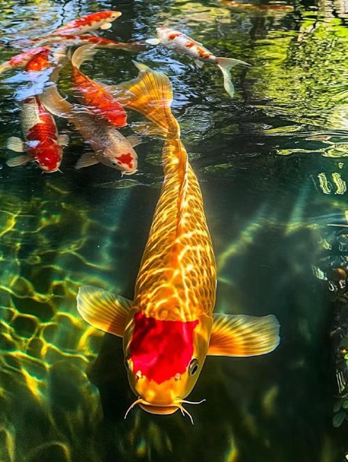 錦鯉魚圖片大全大圖，錦鯉魚圖片大全