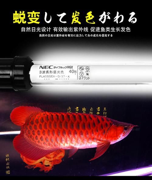 如何正確安裝nec龍魚專用燈？ 如何正確安裝nec龍魚專用燈？ 龍魚百科 第6張