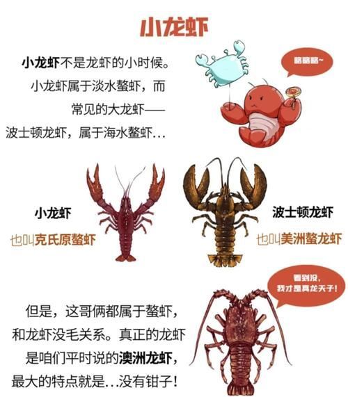 紅龍與澳龍的營養(yǎng)價值，澳洲龍蝦南橙挑水果，如何區(qū)分澳龍和紅龍哪個更受歡迎