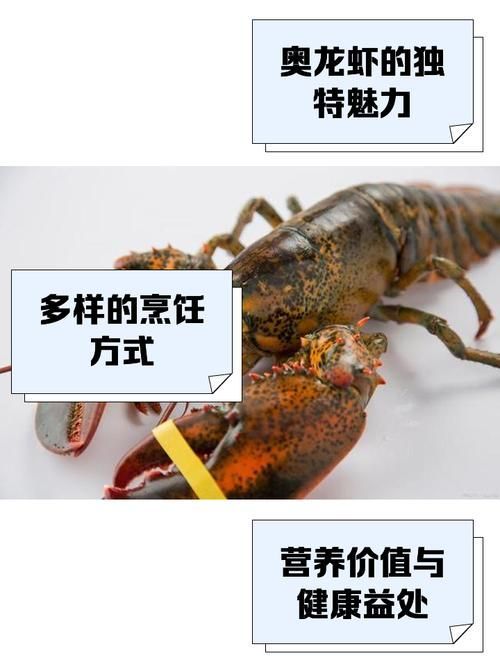 紅龍與澳龍的營養(yǎng)價值，澳洲龍蝦南橙挑水果，如何區(qū)分澳龍和紅龍哪個更受歡迎