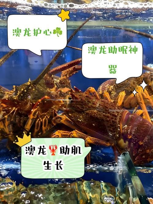 紅龍與澳龍的營養(yǎng)價值，澳洲龍蝦南橙挑水果，如何區(qū)分澳龍和紅龍哪個更受歡迎