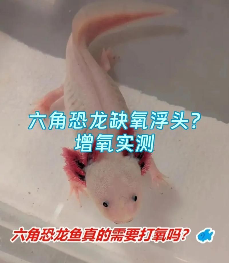 如何預防六角龍缺氧，墨西哥鈍口螈（墨西哥鈍口螈）缺氧的科學飼養指南
