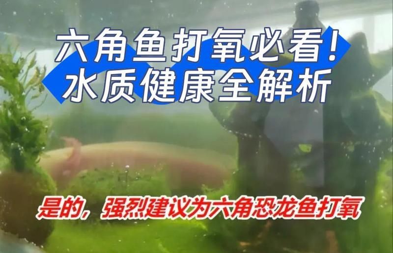 如何預(yù)防六角龍缺氧，墨西哥鈍口螈（墨西哥鈍口螈）缺氧的科學(xué)飼養(yǎng)指南