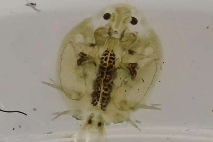 如何預防魚虱子再次感染，如何防治魚虱子