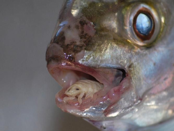 如何預防魚虱子再次感染，如何防治魚虱子
