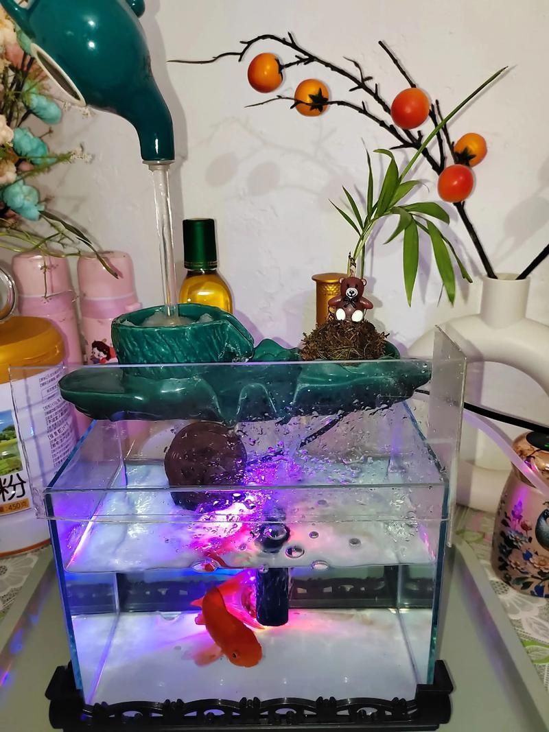 曼龍魚適合哪些類型的魚缸，如何設置曼龍魚的魚缸，推薦一些適合曼龍魚的魚缸設備