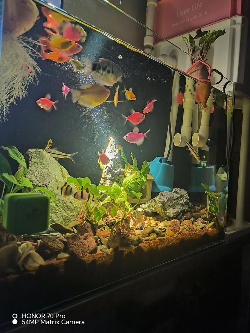 曼龍魚適合哪些類型的魚缸，如何設置曼龍魚的魚缸，推薦一些適合曼龍魚的魚缸設備