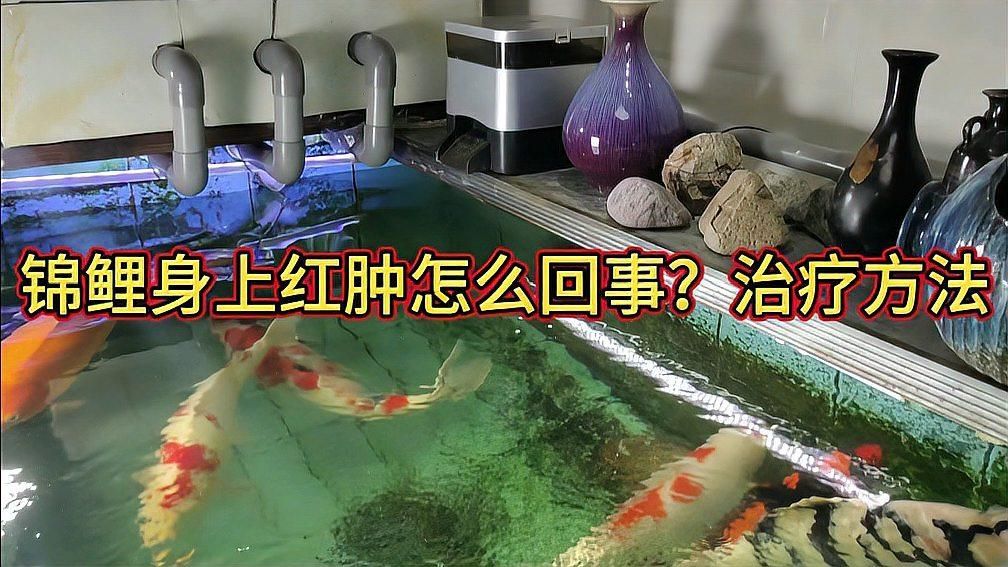有哪些藥物可以治療魚體充血，如何治療魚體充血