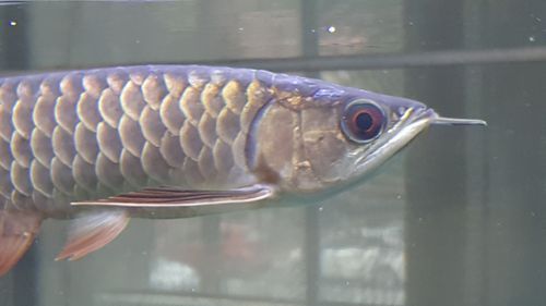 龍魚真菌病最怕三個東西圖片，關于龍魚真菌病的三個關鍵防治措施