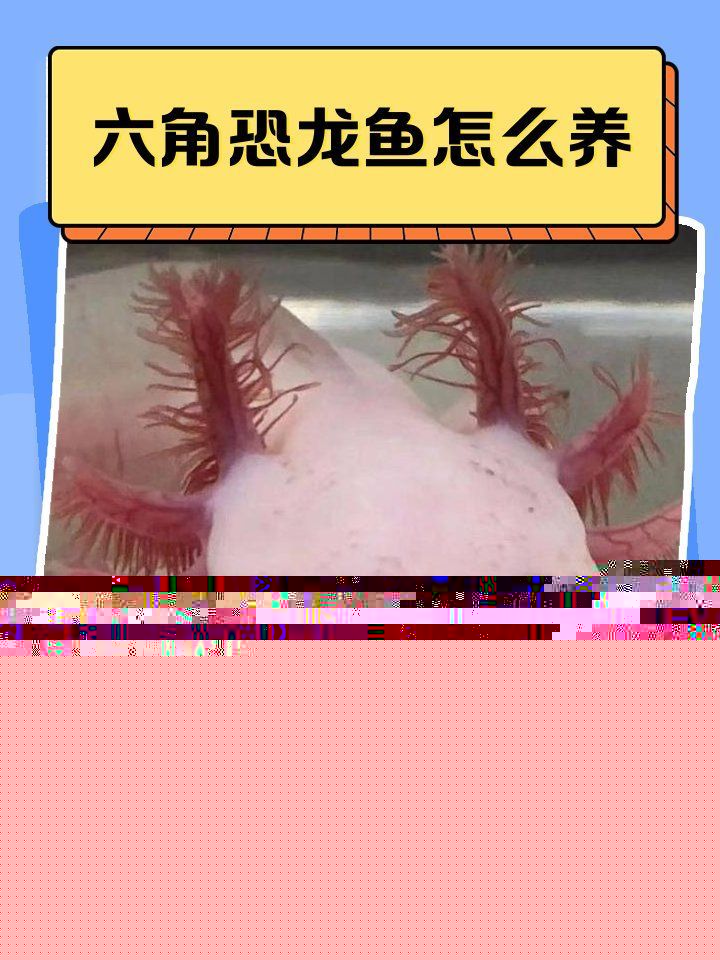 如何維持六角龍魚的水質清潔，六角龍魚的水質清潔