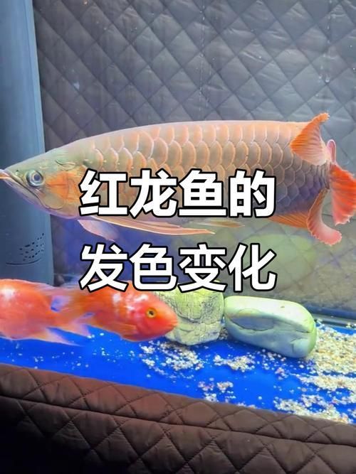 紅龍幼體多久會變色，大湖紅龍幼體多久會變色 紅龍幼體多久會變色，大湖紅龍幼體多久會變色 龍魚百科 第4張