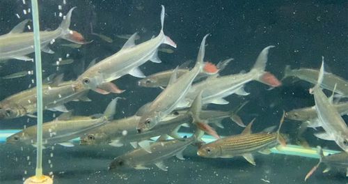 白金猛魚的市場價格是多少？，白金猛魚市場價格是多少白金猛魚市場價格是多少