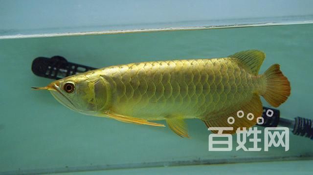 如何鑒別金頭過背金龍的真?zhèn)危绾舞b別金頭過背金龍的真?zhèn)?用戶要求詳解