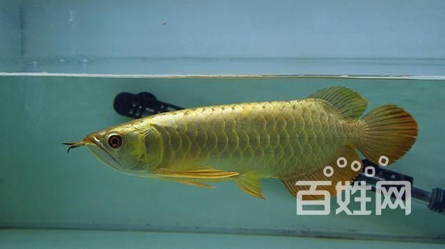 如何鑒別金頭過背金龍的真?zhèn)危绾舞b別金頭過背金龍的真?zhèn)?用戶要求詳解