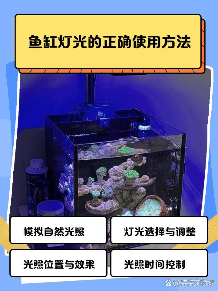 如何調整燈光強度以適應龍魚，如何調整龍魚燈光強度以適應龍魚 如何調整燈光強度以適應龍魚，如何調整龍魚燈光強度以適應龍魚 龍魚百科 第1張