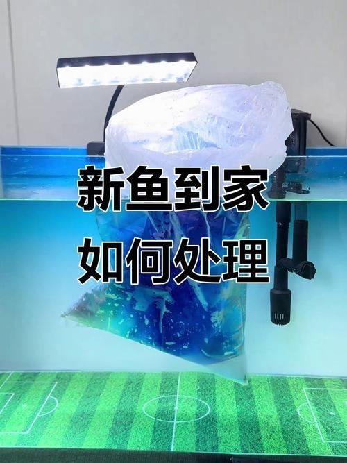 如何預防合缸交叉感染，合缸交叉感染的基本信息 如何預防合缸交叉感染，合缸交叉感染的基本信息 龍魚百科 第3張