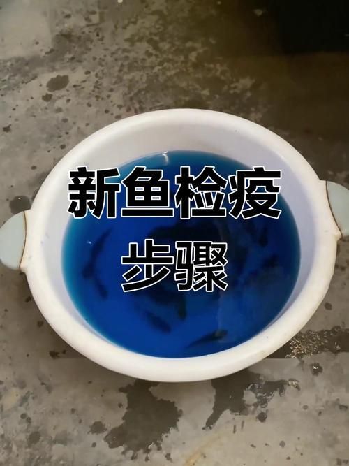 如何預防合缸交叉感染，合缸交叉感染的基本信息 如何預防合缸交叉感染，合缸交叉感染的基本信息 龍魚百科 第1張