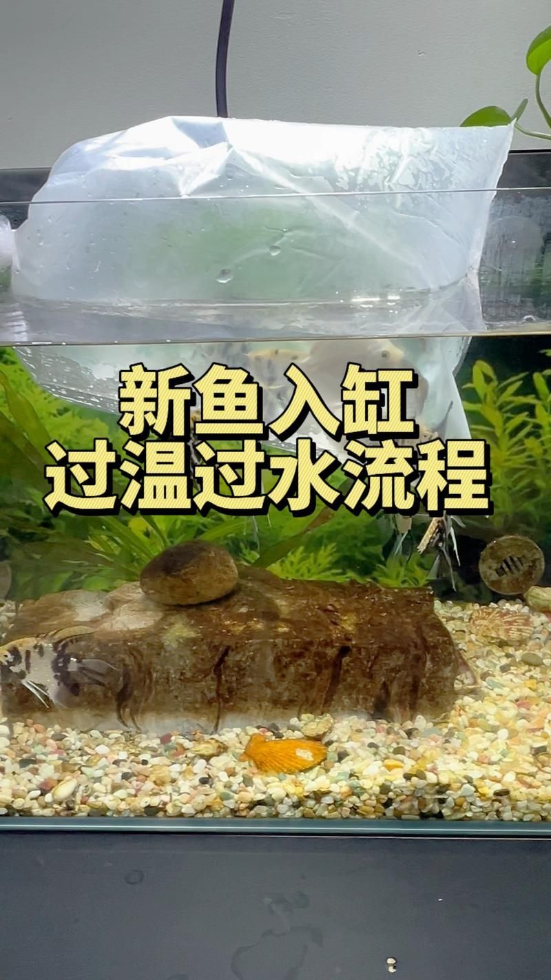 如何預防合缸交叉感染，合缸交叉感染的基本信息 如何預防合缸交叉感染，合缸交叉感染的基本信息 龍魚百科 第6張