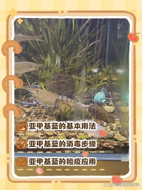 如何預防合缸交叉感染，合缸交叉感染的基本信息 如何預防合缸交叉感染，合缸交叉感染的基本信息 龍魚百科 第11張