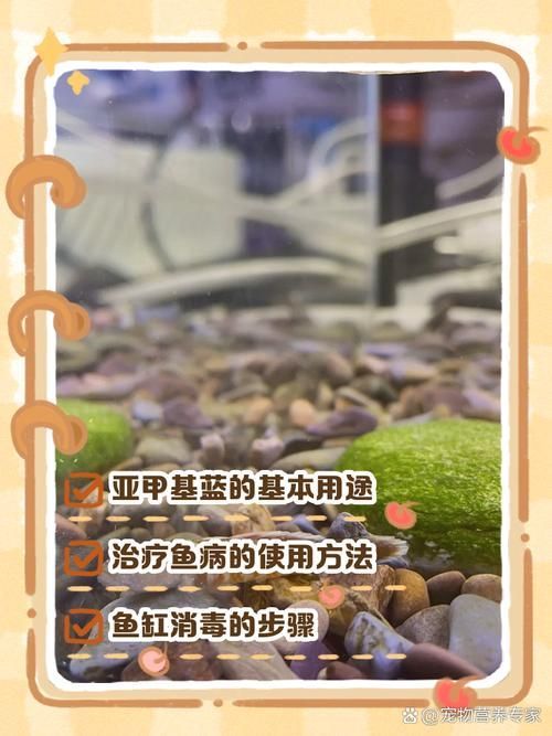 如何預防合缸交叉感染，合缸交叉感染的基本信息 如何預防合缸交叉感染，合缸交叉感染的基本信息 龍魚百科 第7張