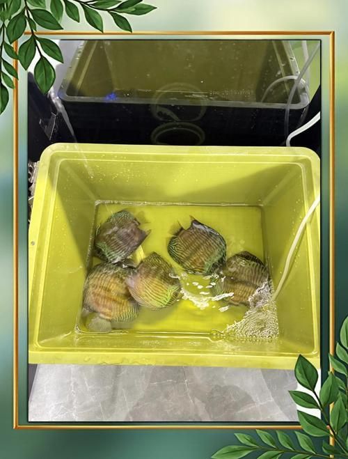 如何預防合缸交叉感染，合缸交叉感染的基本信息 如何預防合缸交叉感染，合缸交叉感染的基本信息 龍魚百科 第5張
