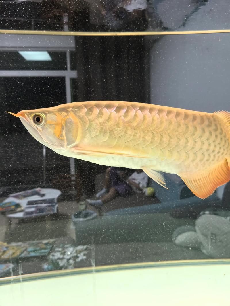 辣椒紅龍有哪些品相等級？，辣椒紅龍的品相等級 辣椒紅龍有哪些品相等級？，辣椒紅龍的品相等級 龍魚百科 第1張