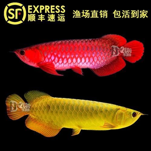 辣椒紅龍有哪些品相等級？，辣椒紅龍的品相等級 辣椒紅龍有哪些品相等級？，辣椒紅龍的品相等級 龍魚百科 第6張