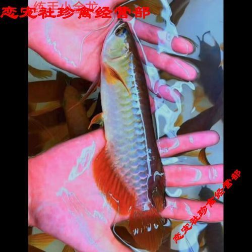 辣椒紅龍有哪些品相等級？，辣椒紅龍的品相等級 辣椒紅龍有哪些品相等級？，辣椒紅龍的品相等級 龍魚百科 第8張