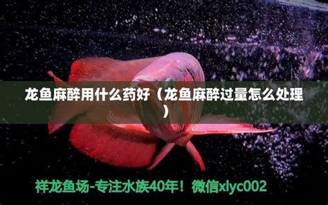 有哪些藥物可以治療龍魚細菌感染？，治療龍魚細菌感染的藥物及常用藥物及治療方案 有哪些藥物可以治療龍魚細菌感染？，治療龍魚細菌感染的藥物及常用藥物及治療方案 龍魚百科 第3張