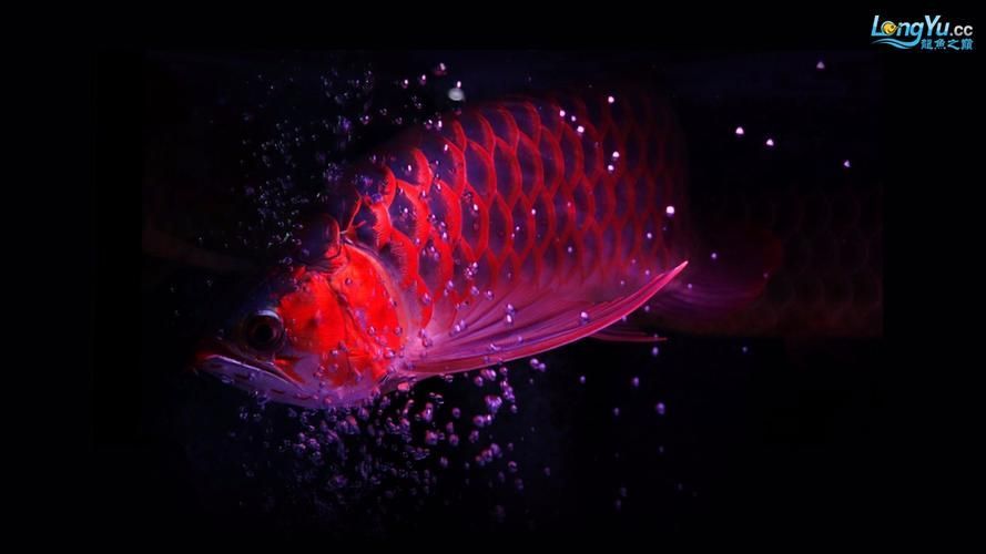 能否提供阜城龍魚的高清圖片,能否提供阜城龍魚的高清圖片阜城龍魚并非真實存在的生物名稱 龍魚百科 第6張 能否提供阜城龍魚的高清圖片,能否提供阜城龍魚的高清圖片阜城龍魚并非真實存在的生物名稱 能否提供阜城龍魚的高清圖片,能否提供阜城龍魚的高清圖片阜城龍魚并非真實存在的生物名稱 龍魚百科 第6張