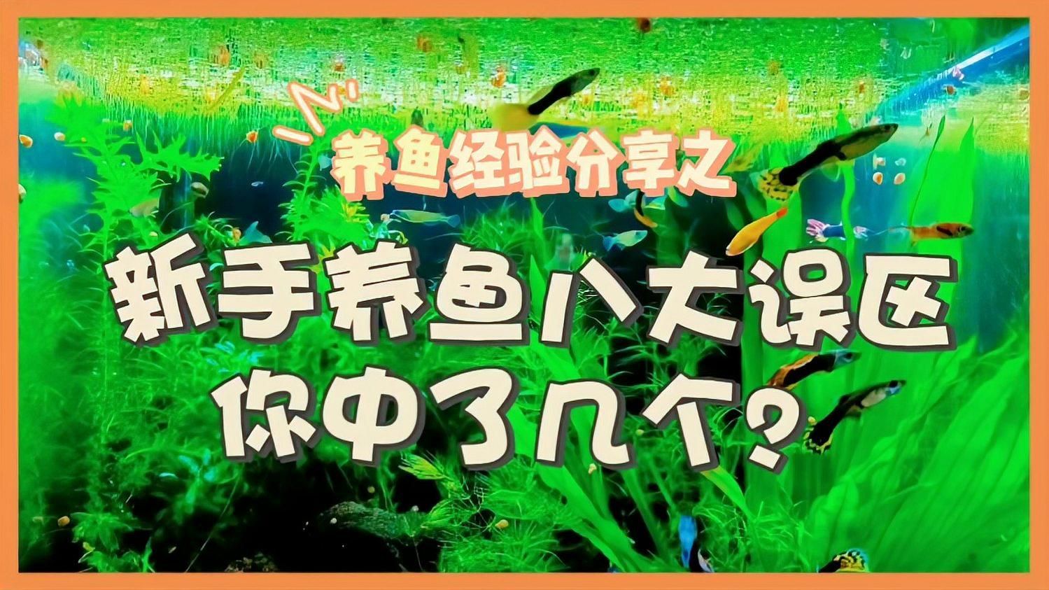 養魚有哪些常見誤區，養魚新手養魚有哪些常見誤區，新手養魚新手養魚有哪些常見誤區