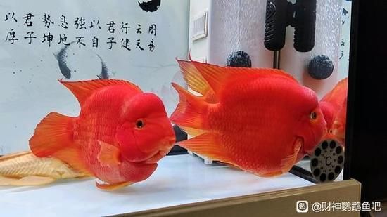 財(cái)神鸚鵡魚(yú)，財(cái)神鸚鵡魚(yú)的飼養(yǎng)指南表格，財(cái)神鸚鵡魚(yú)飼養(yǎng)指南表格