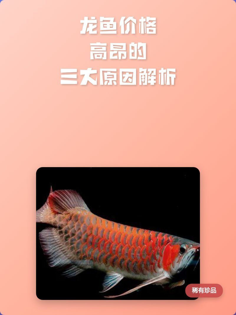 亞洲龍魚中哪個品種最貴？，亞洲龍魚中最貴的品種是辣椒紅龍，辣椒紅龍價格不菲 亞洲龍魚中哪個品種最貴？，亞洲龍魚中最貴的品種是辣椒紅龍，辣椒紅龍價格不菲 龍魚百科 第7張