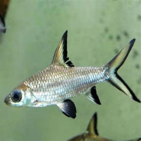 有哪些龍魚品種的須翹特征明顯?,龍魚品種的須翹特征是什么龍魚品種的須翹特征是什么 龍魚百科 第5張 有哪些龍魚品種的須翹特征明顯?,龍魚品種的須翹特征是什么龍魚品種的須翹特征是什么 有哪些龍魚品種的須翹特征明顯?,龍魚品種的須翹特征是什么龍魚品種的須翹特征是什么 龍魚百科 第5張