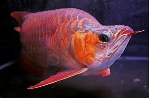 有哪些龍魚品種的須翹特征明顯?,龍魚品種的須翹特征是什么龍魚品種的須翹特征是什么 龍魚百科 第4張 有哪些龍魚品種的須翹特征明顯?,龍魚品種的須翹特征是什么龍魚品種的須翹特征是什么 有哪些龍魚品種的須翹特征明顯?,龍魚品種的須翹特征是什么龍魚品種的須翹特征是什么 龍魚百科 第4張
