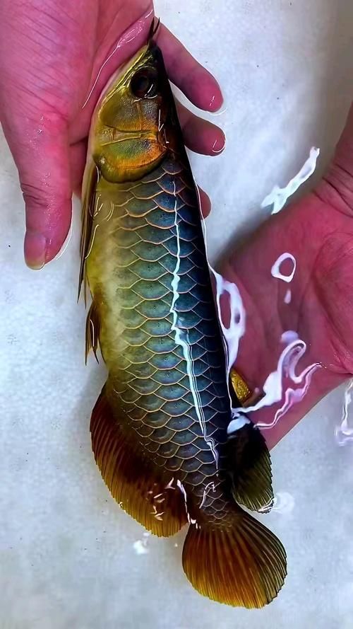 25公分古典過背藍(lán)底金龍有哪些知名品種，25公分古典過背藍(lán)底金龍魚古典過背藍(lán)底金龍魚市場(chǎng)價(jià)格是多少 25公分古典過背藍(lán)底金龍有哪些知名品種，25公分古典過背藍(lán)底金龍魚古典過背藍(lán)底金龍魚市場(chǎng)價(jià)格是多少 龍魚百科 第6張