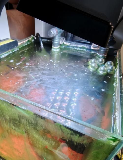 如何判斷魚缸底部白色膜是否為菌膜？，如何判斷魚缸底部白色膜是否為菌膜（1000字并配圖） 如何判斷魚缸底部白色膜是否為菌膜？，如何判斷魚缸底部白色膜是否為菌膜（1000字并配圖） 龍魚百科 第2張