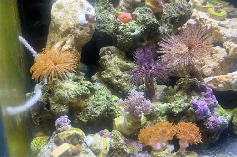 如何判斷魚缸底部白色膜是否為菌膜？，如何判斷魚缸底部白色膜是否為菌膜（1000字并配圖） 如何判斷魚缸底部白色膜是否為菌膜？，如何判斷魚缸底部白色膜是否為菌膜（1000字并配圖） 龍魚百科 第5張