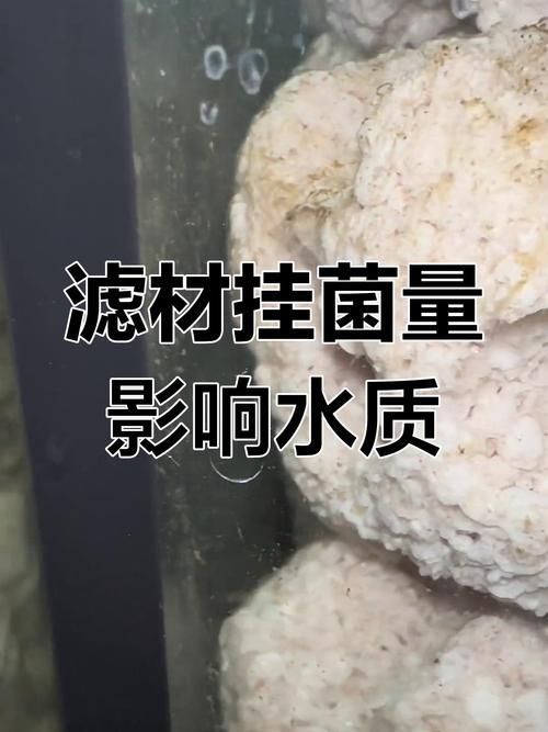 如何判斷魚缸底部白色膜是否為菌膜？，如何判斷魚缸底部白色膜是否為菌膜（1000字并配圖） 如何判斷魚缸底部白色膜是否為菌膜？，如何判斷魚缸底部白色膜是否為菌膜（1000字并配圖） 龍魚百科 第1張