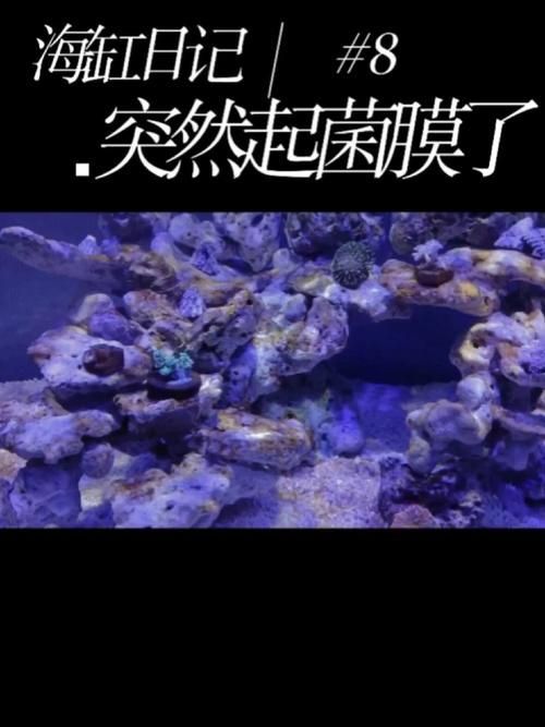 如何判斷魚缸底部白色膜是否為菌膜？，如何判斷魚缸底部白色膜是否為菌膜（1000字并配圖） 如何判斷魚缸底部白色膜是否為菌膜？，如何判斷魚缸底部白色膜是否為菌膜（1000字并配圖） 龍魚百科 第3張
