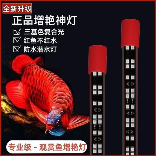 推薦一些紅龍發(fā)色DIY工具，紅龍發(fā)色diy工具 推薦一些紅龍發(fā)色DIY工具，紅龍發(fā)色diy工具 龍魚百科 第6張