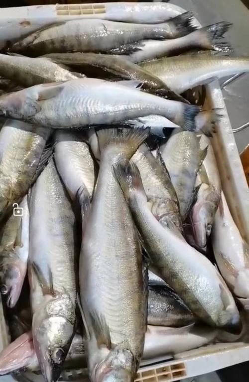 雪龍龍魚的市場價格如何,雪龍魚的市場價格如何 龍魚百科 第5張 雪龍龍魚的市場價格如何,雪龍魚的市場價格如何 雪龍龍魚的市場價格如何,雪龍魚的市場價格如何 龍魚百科 第5張
